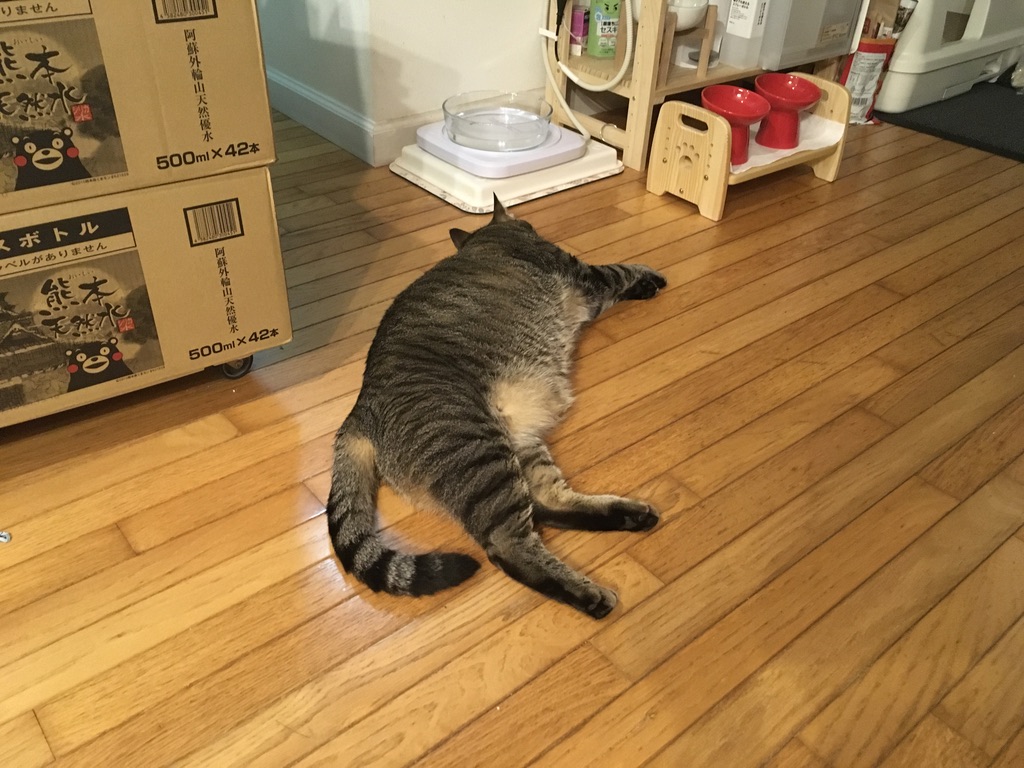 🐱 シナモン母さんのそばが大好き💕黒豆ちゃんの幸せそうな時間