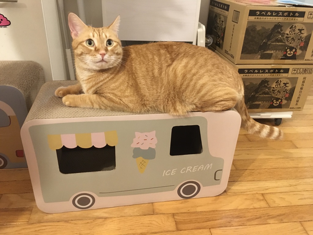 新しい爪とぎを買ったら猫たちが大集合しました♪🐱💕