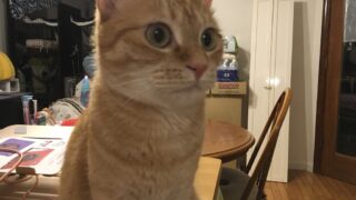 猫の歯磨きどうしてる？我が家のデンタルケアをご紹介🐱🪥✨