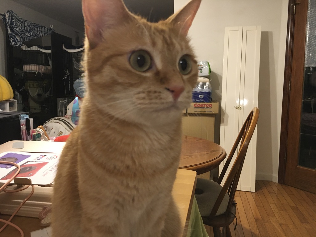 猫の歯磨きどうしてる？我が家のデンタルケアをご紹介🐱🪥✨