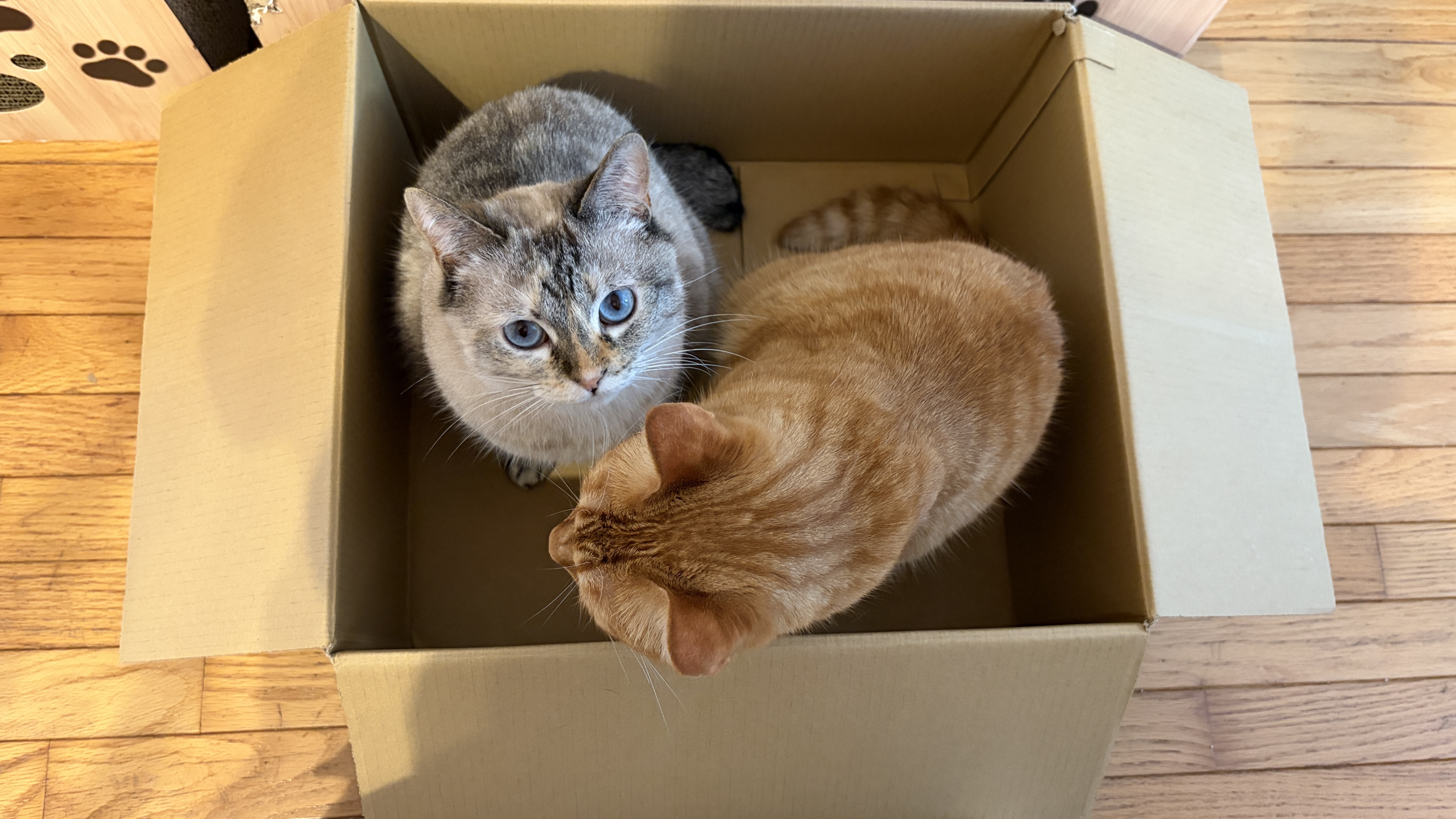 【猫たちの遊び場に変身🐾】くまモンの箱が大人気！仲良し兄妹とキティにゃ〜ちゃんの予防デー