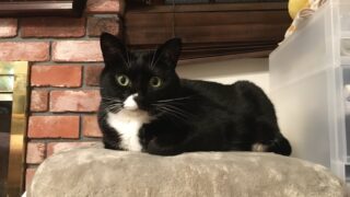 【IKEAの小物入れが大活躍】猫たちのちゅ〜る入れにしてみました🐱💕
