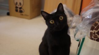 🐈‍⬛ 保護猫あんずちゃんの2階暮らし🐾 専用トイレと猫砂を用意しました✨