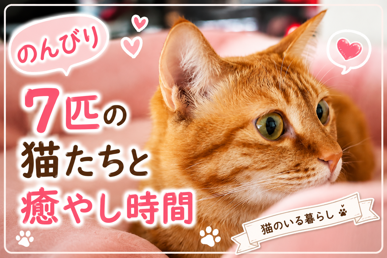 今日ものんびり猫時間🐱🐾 7匹の猫たちと過ごす癒やしのひととき