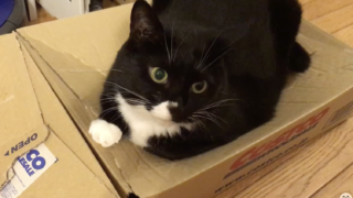 🐱📦 ピュリナワンの箱がお気に入りになりました