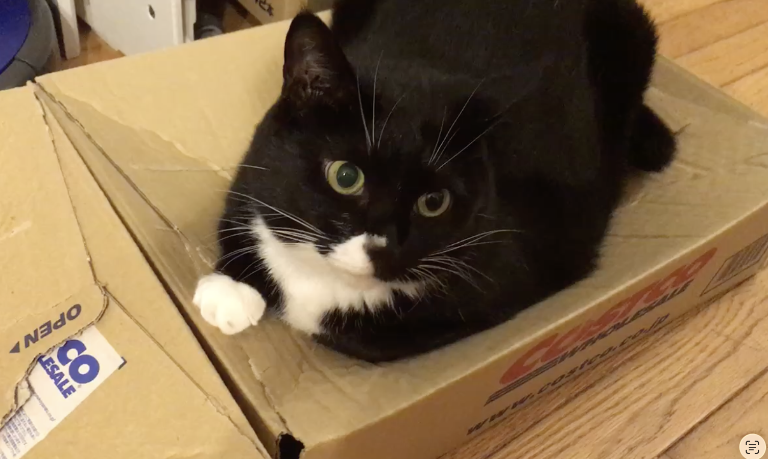 🐱📦 ピュリナワンの箱がお気に入りになりました