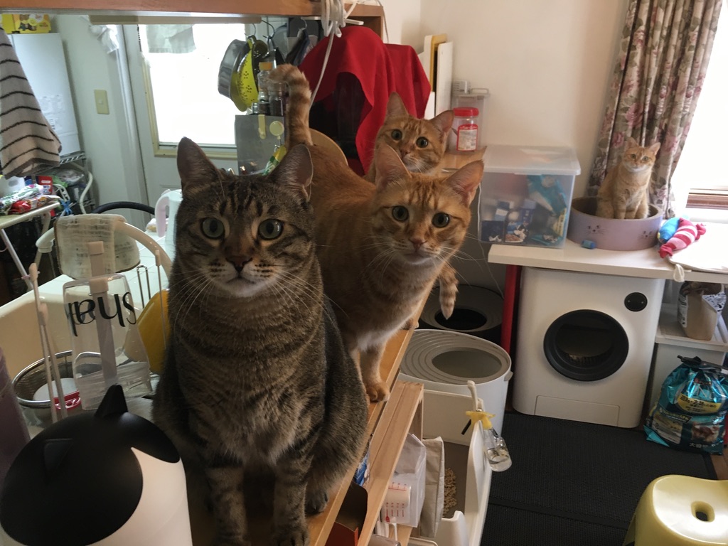 幸せなねこ時間🐱💕 今日もみんな集合♪ 保護猫7匹との癒しの日常