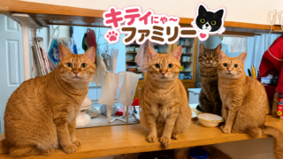🐱 猫たちの朝の体操♪ のび〜っとストレッチする姿に癒やされる毎日