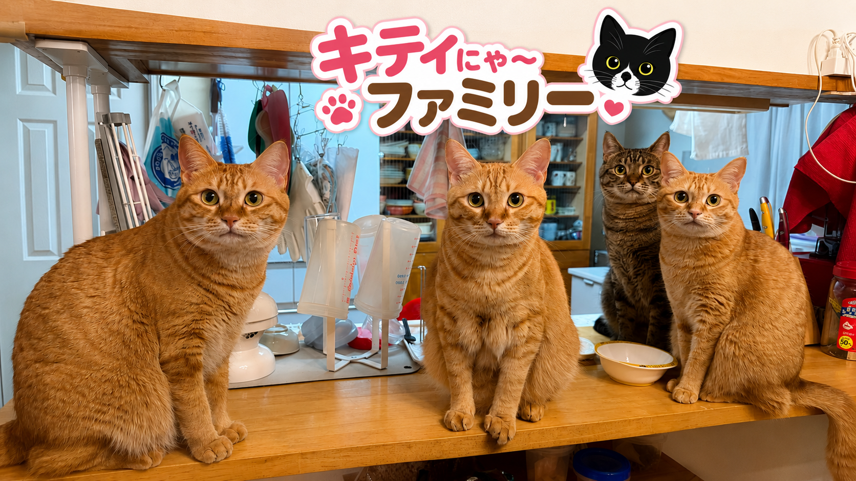 🐱 猫たちの朝の体操♪ のび〜っとストレッチする姿に癒やされる毎日