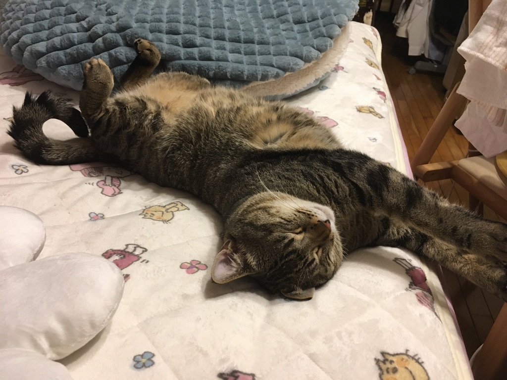 💤 黒豆ちゃん爆睡中｜見ているだけで癒やされる猫の休日🐱💕