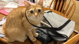 出かける気満々？バッグに入りたいももちゃん。でも病院のキャリーは大嫌い🐱💕