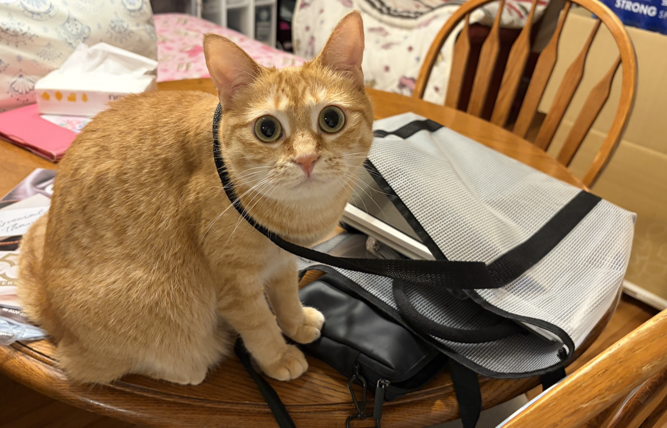 出かける気満々？バッグに入りたいももちゃん。でも病院のキャリーは大嫌い🐱💕