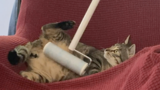 黒豆ちゃんはコロコロが大好き🐱💕最後は鰹節で猫たち大集合!