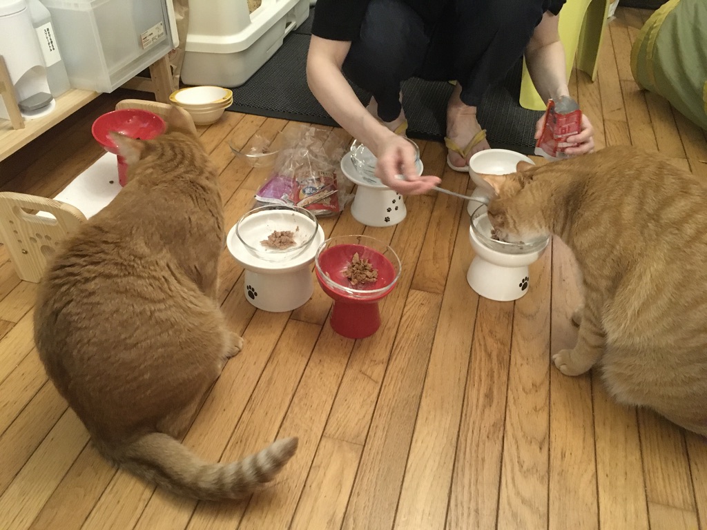 猫たちが次々に集合！仲良く並んでごはんやおやつを待つ、にぎやかな日常🐱💕