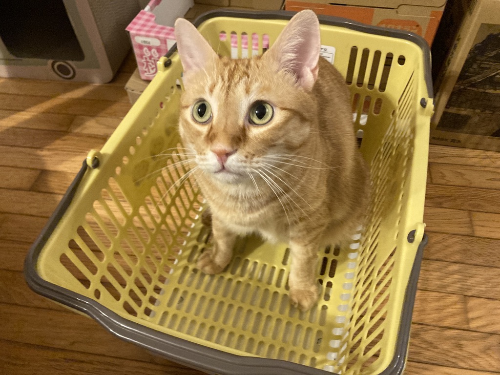 猫7匹との暮らし｜わが家で愛用しているごはん・おやつ・健康用品・猫砂を紹介