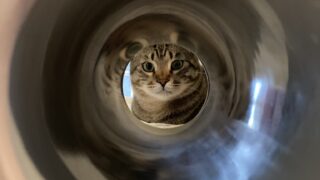 黒豆ちゃんの身体測定🐱のびのび姿と、ごはんを待つ猫たち|愛用フードと猫砂も紹介