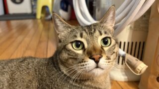 黒豆ちゃんの身体測定🐱のびのび姿と、ごはんを待つ猫たち|愛用ごはん・ケア用品・猫砂も紹介