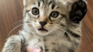 猫との毎日を、大切な記録に🐾 子猫の健康管理ノートと英語版・四季の血圧ノートを紹介
